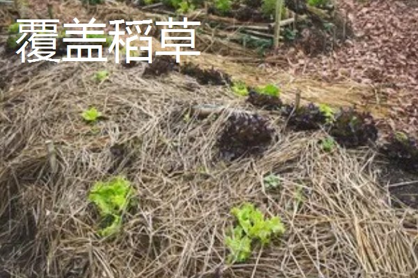 露地蔬菜的种植要点,播种前清除前茬的枯枝烂叶