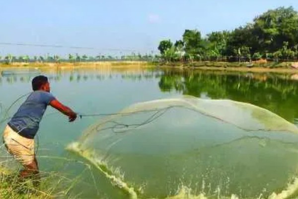 赤眼鳟怎么养殖，每隔5-7天加一次水
