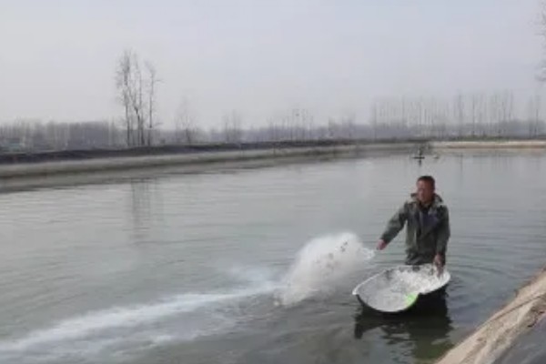 赤眼鳟怎么养殖，每隔5-7天加一次水