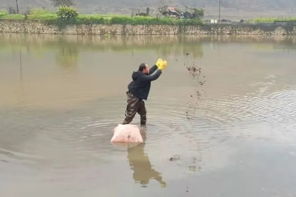 赤眼鳟怎么养殖，每隔5-7天加一次水