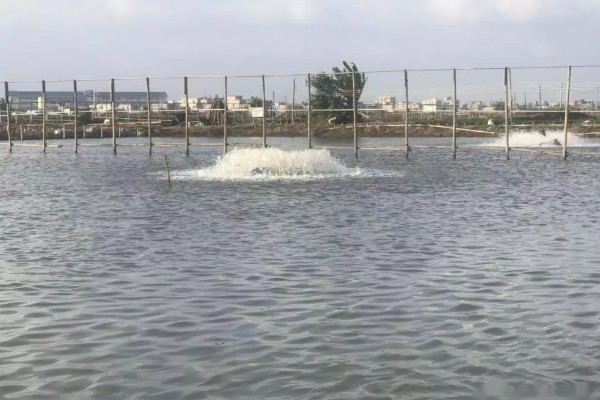 赤眼鳟怎么养殖，每隔5-7天加一次水