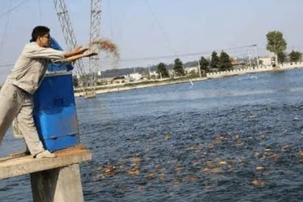 赤眼鳟怎么养殖，每隔5-7天加一次水