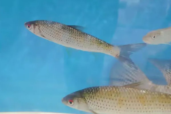 赤眼鳟怎么养殖，每隔5-7天加一次水