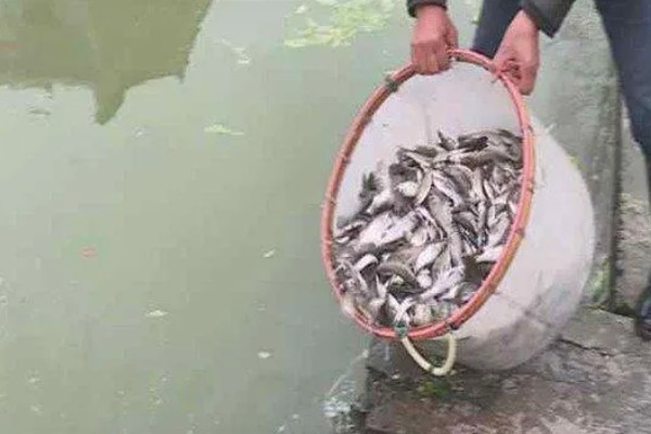 赤眼鳟怎么养殖，每隔5-7天加一次水