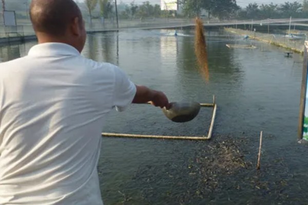 赤眼鳟怎么养殖，每隔5-7天加一次水