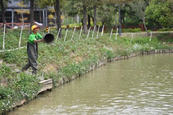 赤眼鳟怎么养殖，每隔5-7天加一次水