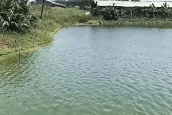 赤眼鳟怎么养殖，每隔5-7天加一次水