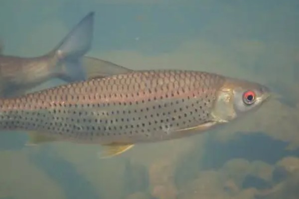 赤眼鳟怎么养殖，每隔5-7天加一次水