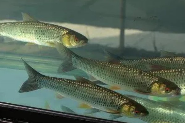 赤眼鳟怎么养殖，每隔5-7天加一次水