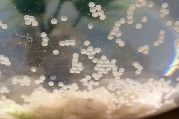 赤眼鳟怎么养殖，每隔5-7天加一次水