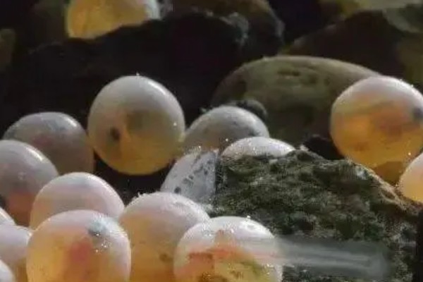 赤眼鳟怎么养殖，每隔5-7天加一次水