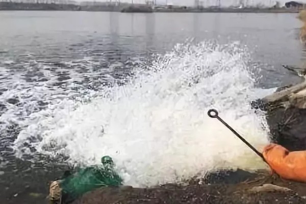 赤眼鳟怎么养殖，每隔5-7天加一次水