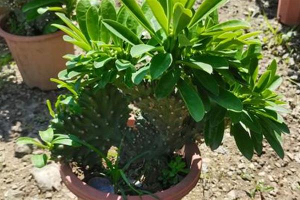 麒麟掌的适宜温度,保持在22-28℃