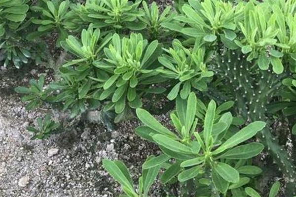 麒麟掌的适宜温度,保持在22-28℃