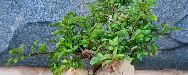 白蜡树的修剪时间，最佳时间为2-3月份