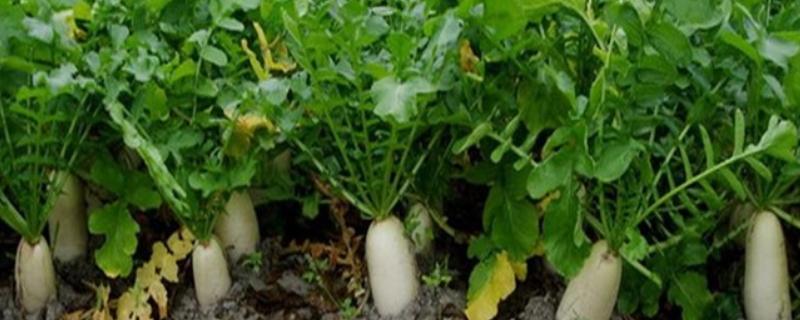 北方地区何时种植白萝卜，主要在7-8月份种植