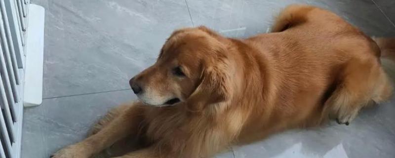 金毛犬怎么饲养，补钙可以避免骨骼变形