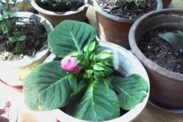 芙蓉花栽叶何时长新叶,经过1个月左右会长出新叶