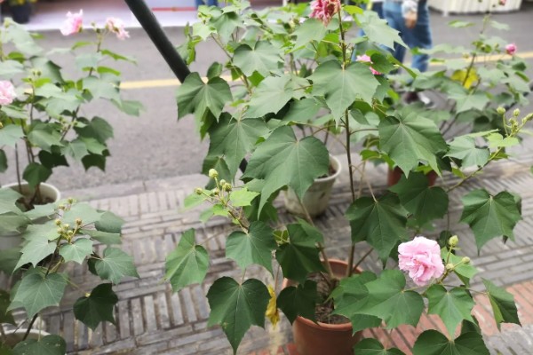 芙蓉花栽叶何时长新叶,经过1个月左右会长出新叶