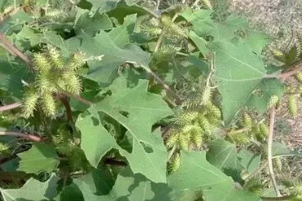 苍耳的简介,属于一年生草本植物