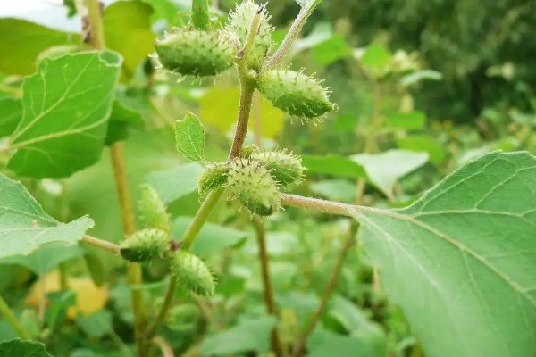 苍耳的简介,属于一年生草本植物