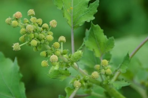 苍耳的简介,属于一年生草本植物