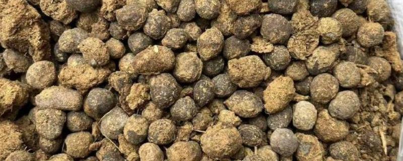 羊粪能不能直接放在花盆表面，直接使用会引发病虫害