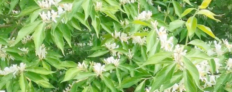 哪些花卉和金银花很像，常见断肠草、山银花等品种
