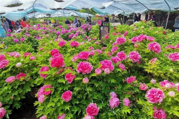 牡丹花的养殖方法，春秋两季每隔4-5天浇一次水