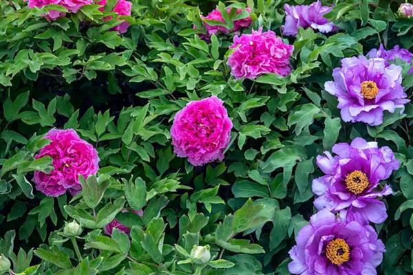 牡丹花的养殖方法，春秋两季每隔4-5天浇一次水