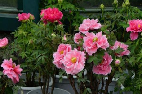 牡丹花的养殖方法，春秋两季每隔4-5天浇一次水