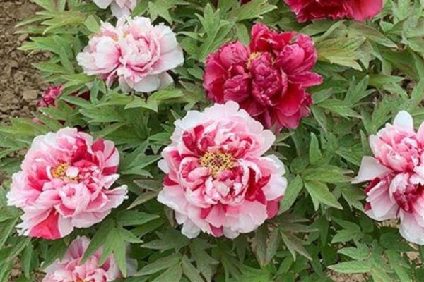 牡丹花的养殖方法，春秋两季每隔4-5天浇一次水
