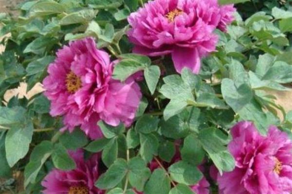 牡丹花的养殖方法，春秋两季每隔4-5天浇一次水