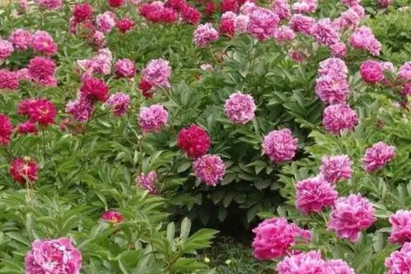牡丹花的养殖方法，春秋两季每隔4-5天浇一次水