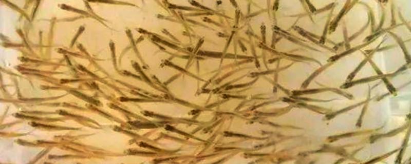 水花鱼苗怎么养殖，每隔1小时投喂一次