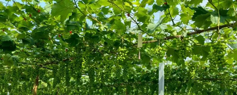 葡萄是不是缠绕藤本植物，属于卷须木质藤本植物