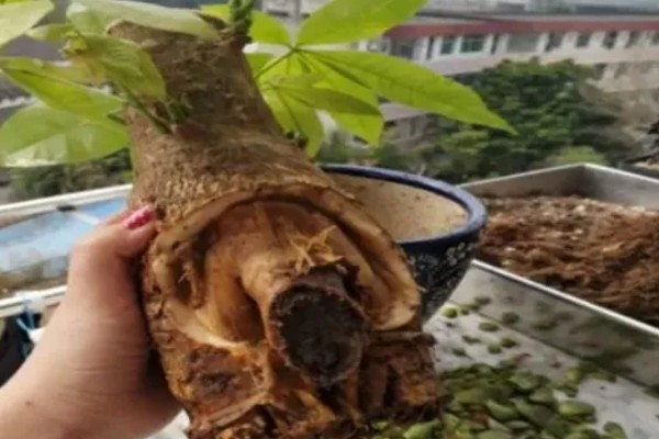 发财树烂根怎么办，剪掉腐烂的根系经过消毒再重栽