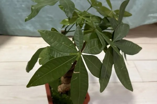 发财树烂根怎么办，剪掉腐烂的根系经过消毒再重栽