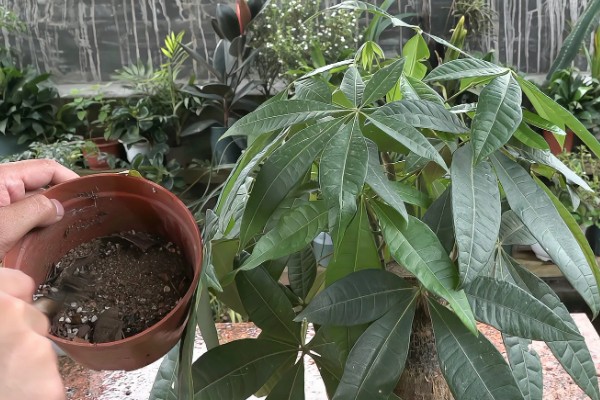 发财树烂根怎么办，剪掉腐烂的根系经过消毒再重栽