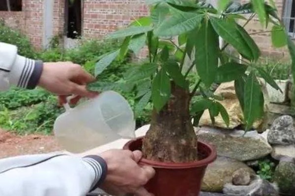 发财树烂根怎么办，剪掉腐烂的根系经过消毒再重栽
