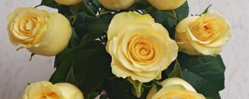 分手花的简介，是指黄玫瑰、迷迭香等品种