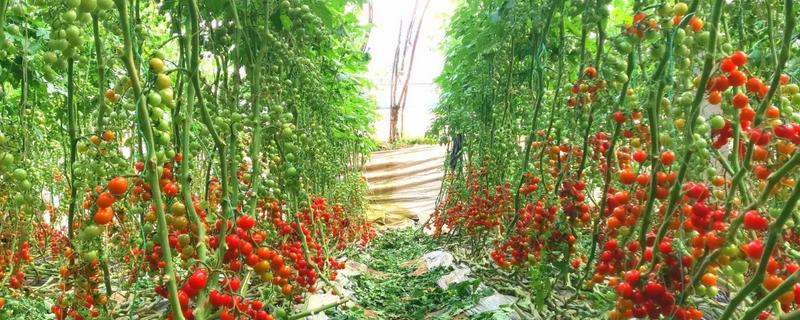 西红柿的种植方法，结果前每隔1-2周浇一次水