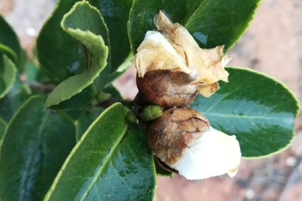 油茶冻害症状,根系受冻会导致植株萌芽晚或不整齐