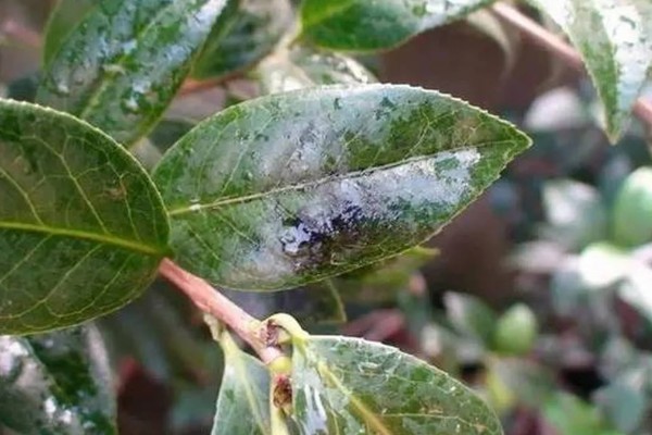油茶冻害症状,根系受冻会导致植株萌芽晚或不整齐