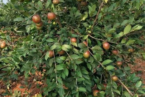 油茶冻害症状,根系受冻会导致植株萌芽晚或不整齐
