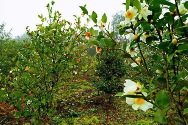 油茶冻害症状,根系受冻会导致植株萌芽晚或不整齐