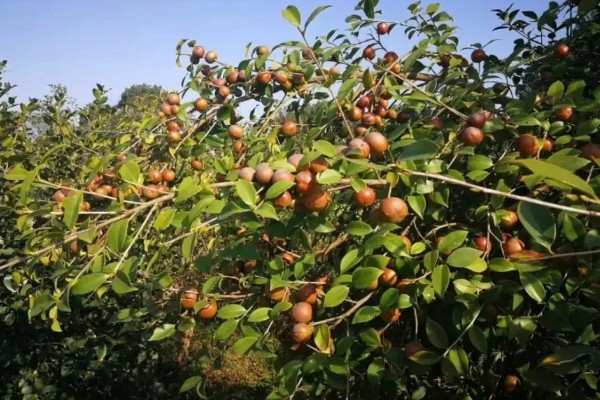 油茶冻害症状,根系受冻会导致植株萌芽晚或不整齐