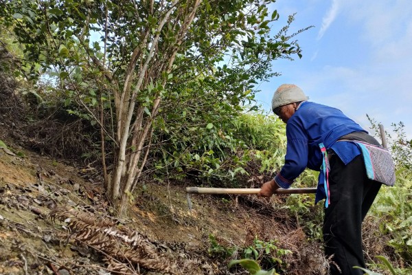 油茶冻害症状,根系受冻会导致植株萌芽晚或不整齐