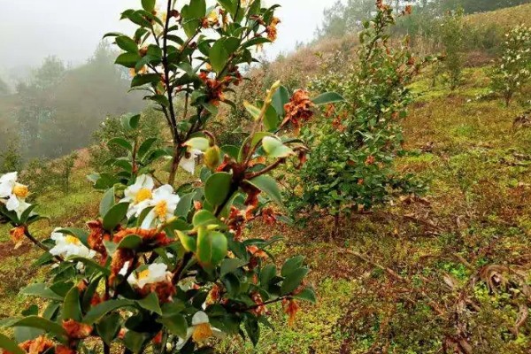 油茶冻害症状,根系受冻会导致植株萌芽晚或不整齐