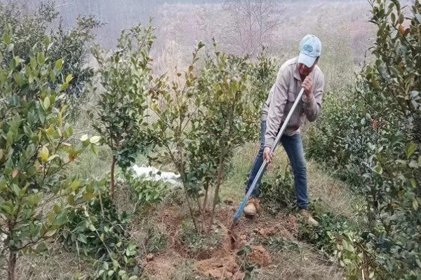 油茶冻害症状,根系受冻会导致植株萌芽晚或不整齐